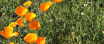 california poppies background